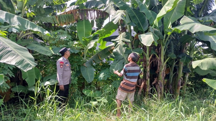 Bhabinkamtibmas Jemundo Polsek Taman Tinjau Perkembangan Tanaman Pisang di Lahan P2B Warga