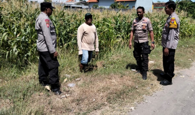 Polsek Tulangan Tinjau Lahan Jagung di Desa Kajeksan, Dukung Swasembada Pangan
