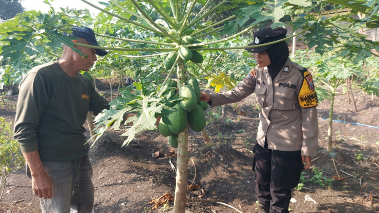 Sinergi Polri dan Warga, Polsek Taman Wujudkan Swasembada Pangan lewat Budidaya Pepaya