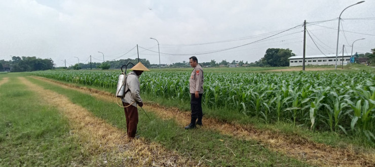 Polsek Tarik Laksanakan Patroli Ketahanan Pangan dan Dialogis Petani Jagung